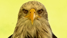 Weißkopf-Seeadler (12).jpg